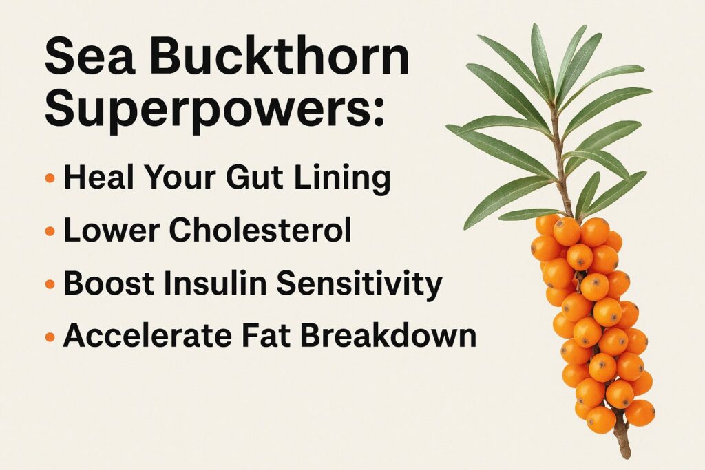 Sea Buckthorn for gut lining, cholesterol, insulin sensitivity, and fat breakdown